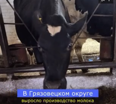 Производство молока в Грязовецком округе выросло на 4,5%.