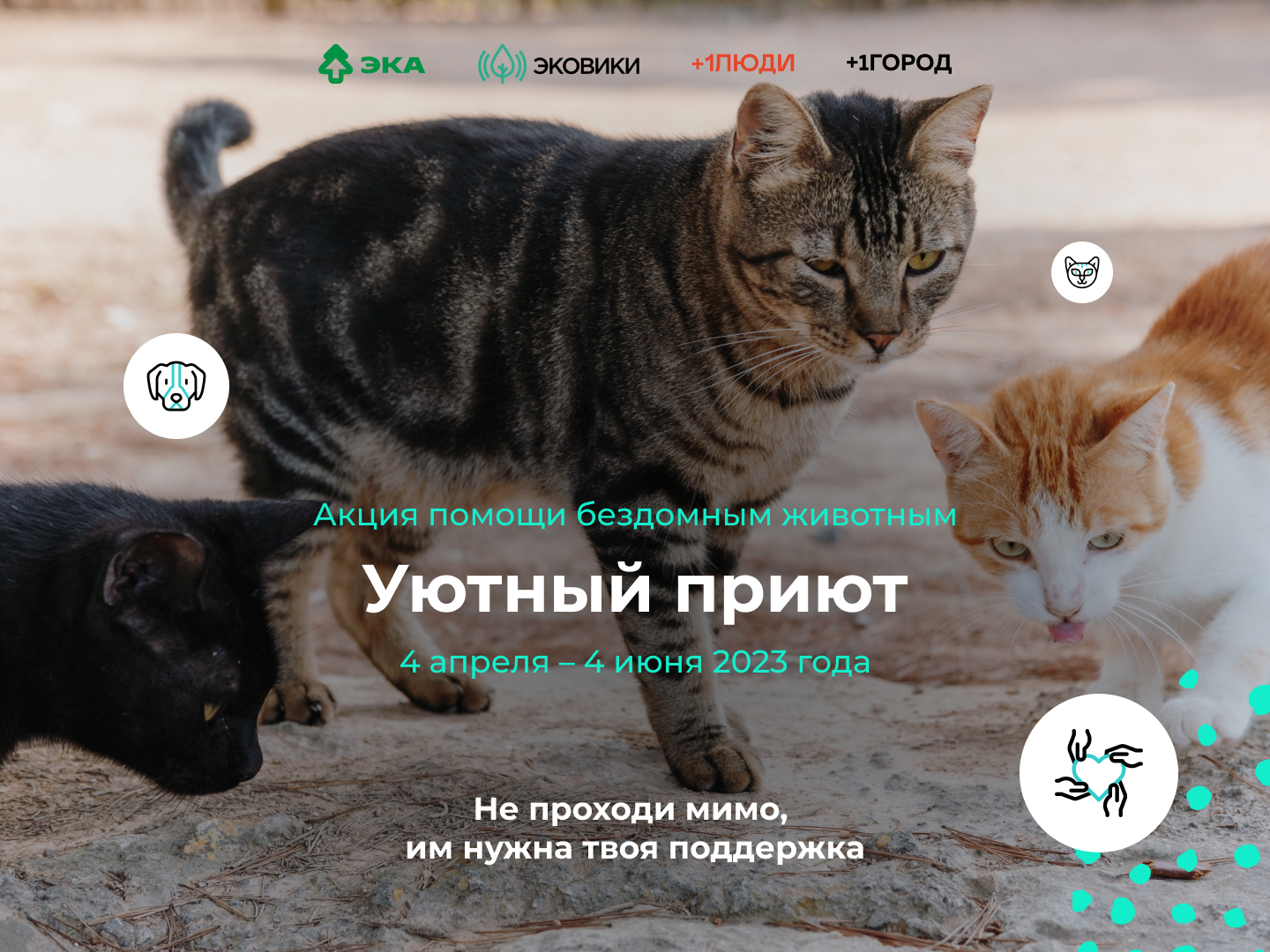 Приютам – уют: в Вологодской области стартовала акция помощи бездомным животным.