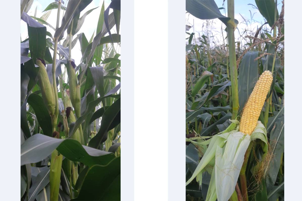 18 сортов кукурузы посеяно на демонстрационном поле Грязовецкого округа.
