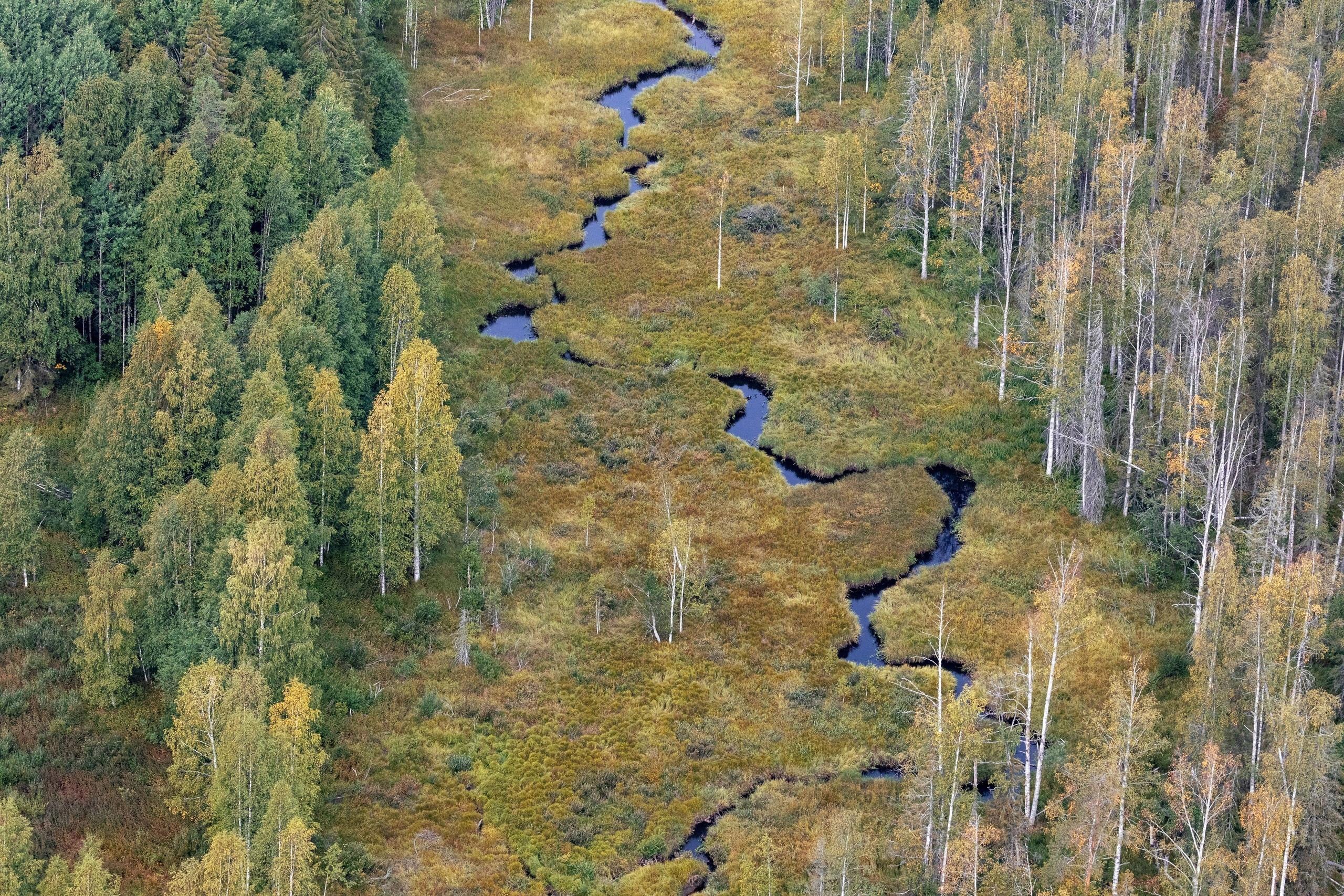 Вологодские казаки патрулируют леса