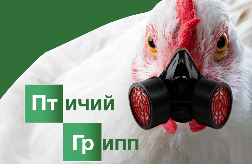 Недопущение заноса и распространение вируса высоко патогенного гриппа птиц в популяции домашних птиц.