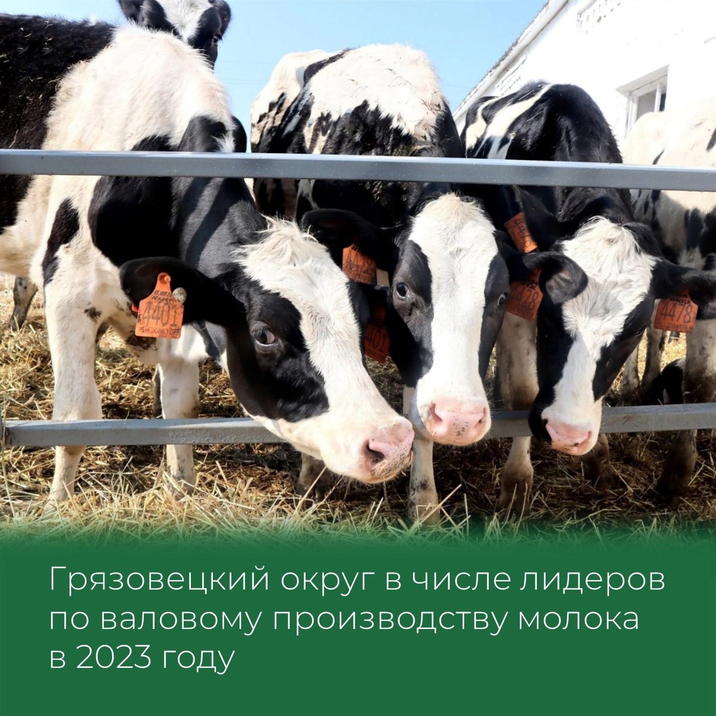 Грязовецкий округ в числе лидеров по валовому производству молока в 2023 году.